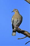 White-winged Doveborder=